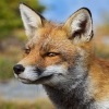 Liska obecna - Vulpes vulpes - Red Fox 2129